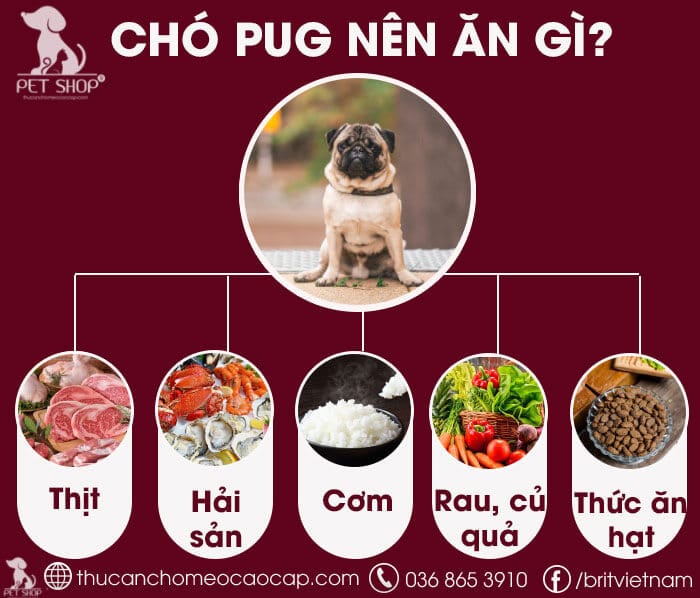 Chó mặt xệ an gì?