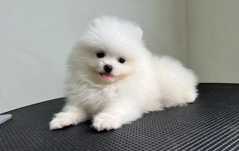Đặt Tên Gì Cho Chó Màu Trắng?