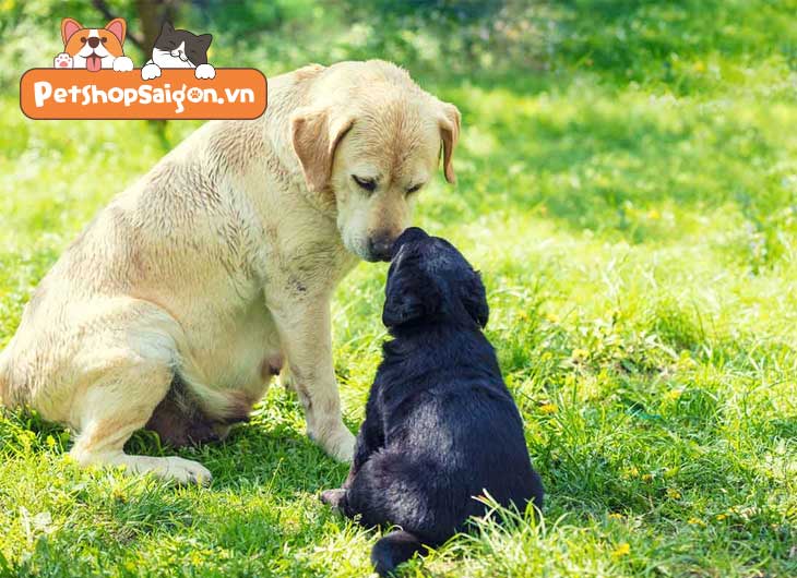 Chó mẹ cắn chó con: Nguyên nhân và cách xử lý