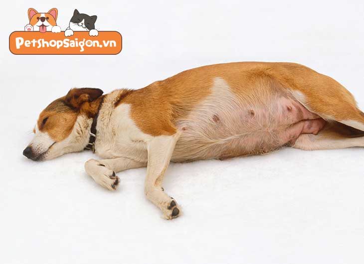 Chó mẹ đẻ bao lâu thì tắm được?