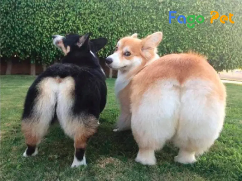 Chó Mông Trái Tim