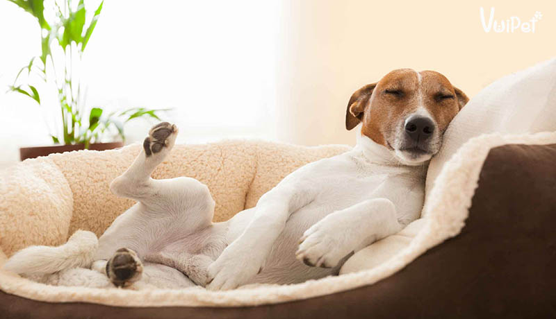 Chó ngủ mấy tiếng?