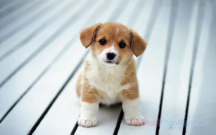 Những Con Vật Đáng Yêu Nhất Thế Giới Gallery 2