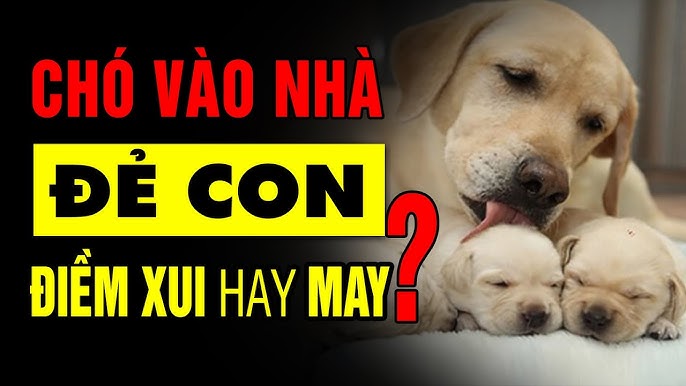 Chó nhà đẻ 4 con đực tốt hay xấu? Gallery 1
