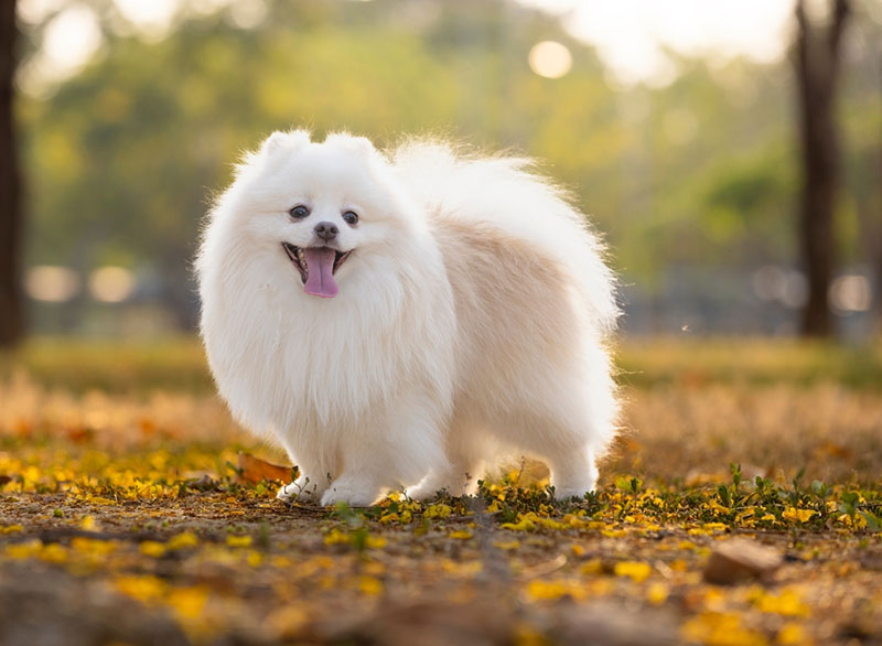 Chó Nhật Đuôi Cuộn