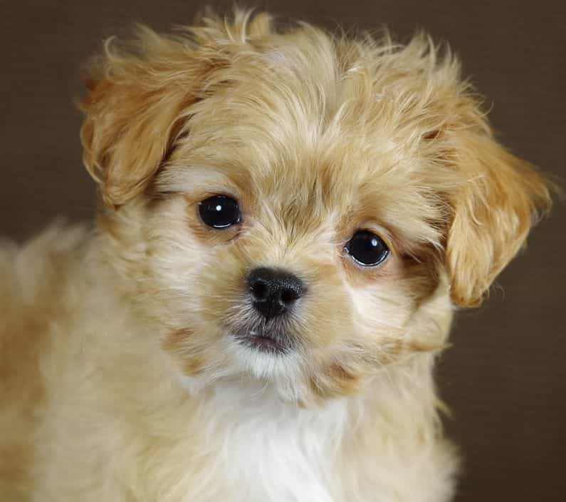 Chó Nhật Lai Poodle: Thông tin đầy đủ về giống chó lai này