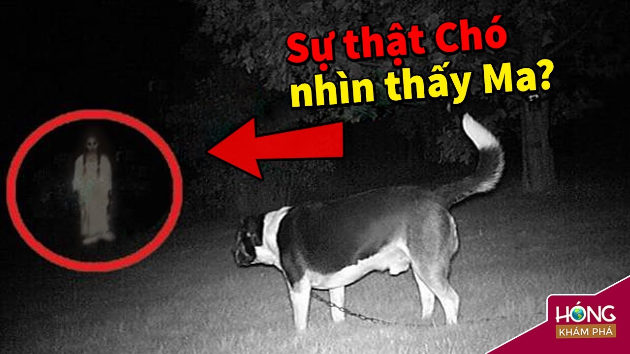 Chó Nhìn Thấy Ma? Sự Thật Về Hiện Tượng Kỳ Lạ Này