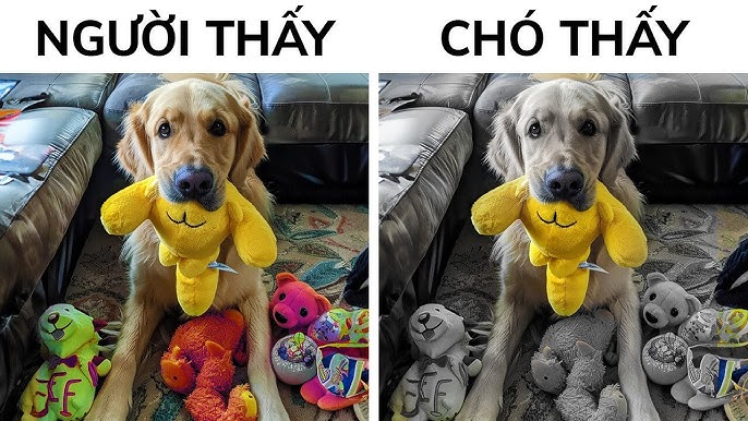 Chó Có Thấy Màu Gì? Gallery 2