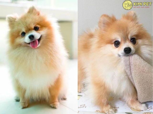 Chó Phốc Sóc Nhật