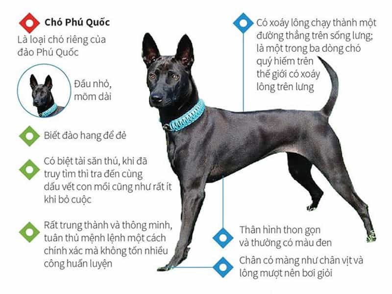 Chó Phú Quốc Nặng Bao Nhiêu Kg?
