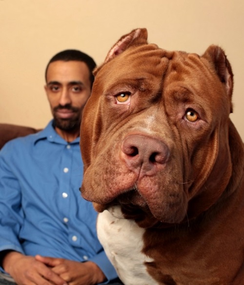 Chó Pitbull To Nhất Thế Giới