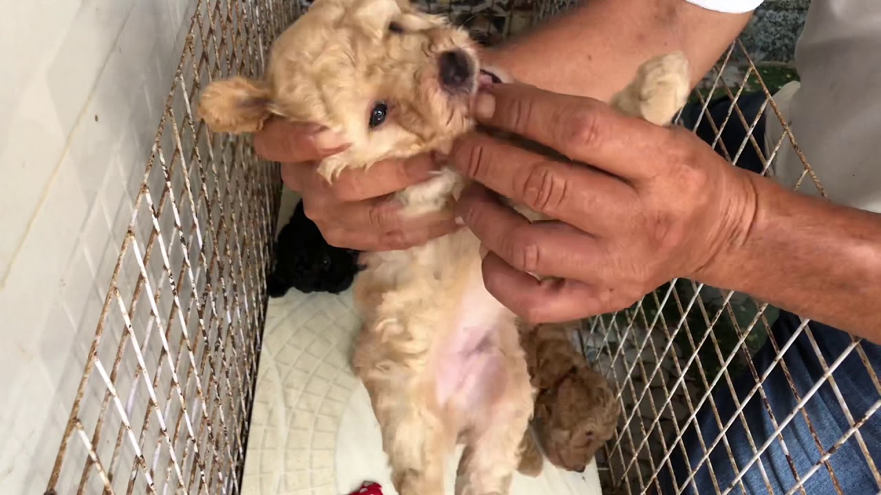 Chó Poodle 1 Tháng Tuổi: Chăm Sóc, Dinh Dưỡng Và Phát Triển