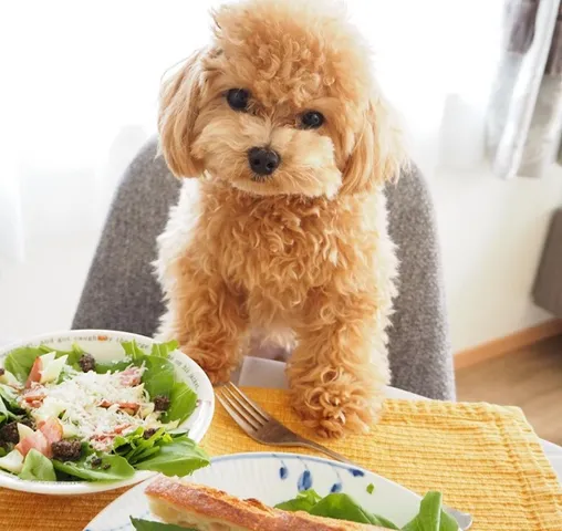 Chó Poodle Ăn Gì?