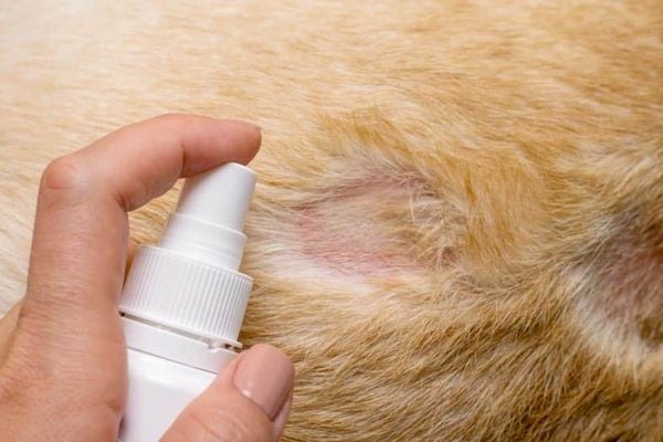 Chó Poodle Bị Nấm: Nguyên Nhân, Triệu Chứng & Cách Điều Trị Hiệu Quả