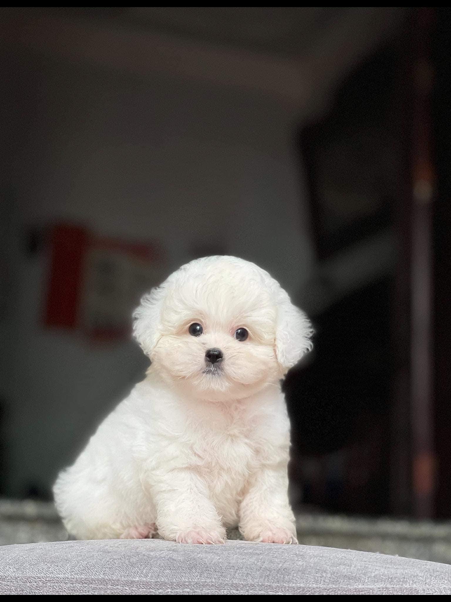 Chó Poodle Chân Ngắn