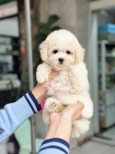 Chó Poodle Có Chịu Được Lạnh Không? Gallery 1