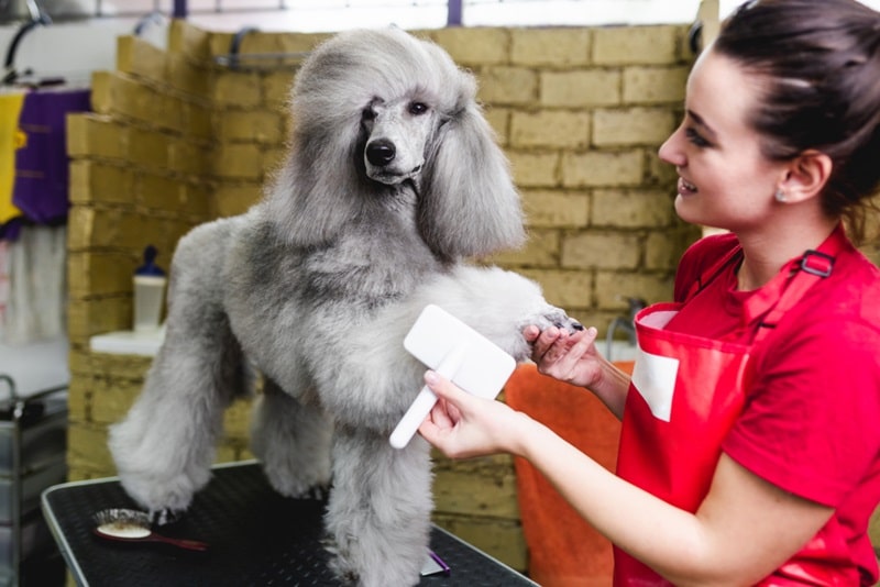 Chó Poodle Có Chịu Được Lạnh Không?