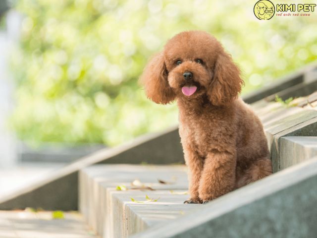 Chó Poodle Có Dễ Nuôi Không?