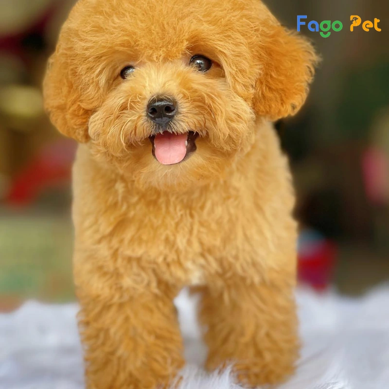 Chó Poodle Có Mấy Loại?