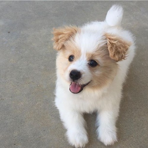 Chó Poodle Lai Phốc Sóc: Thông Tin, Đặc Điểm và Cách Chăm Sóc