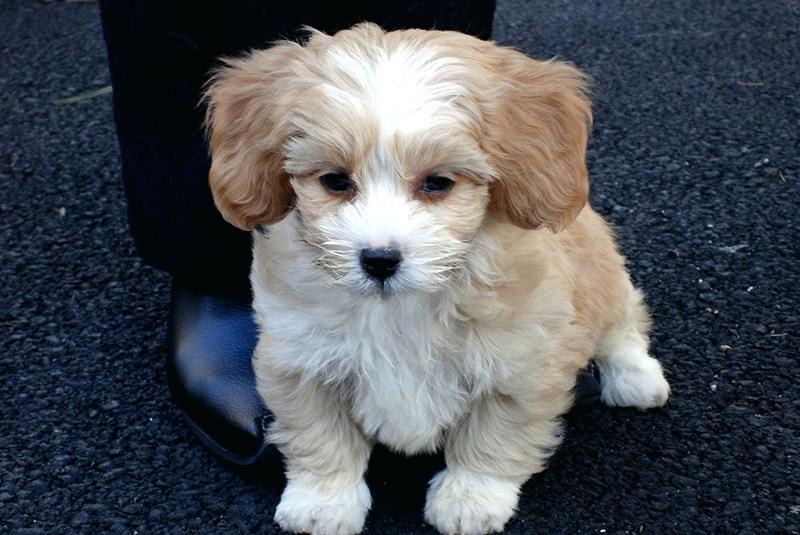 Chó Poodle Lông Thẳng