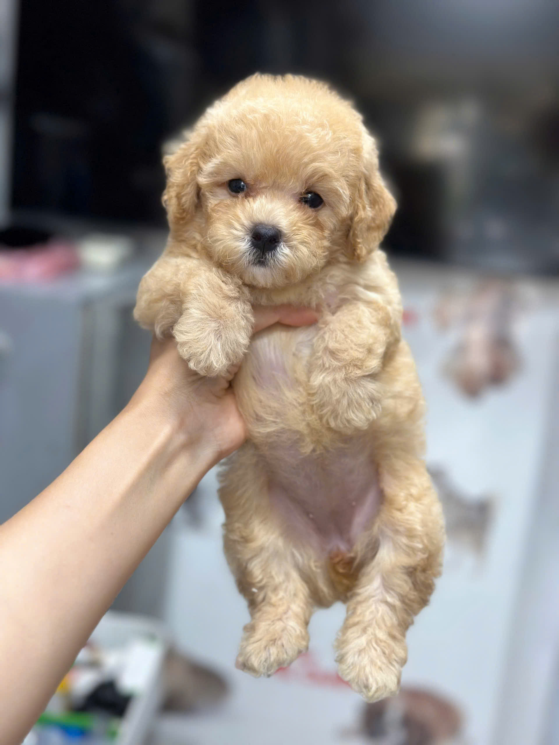 Chó Poodle Màu Vàng Mơ: Nguồn Gốc, Tính Cách và Cách Chăm Sóc