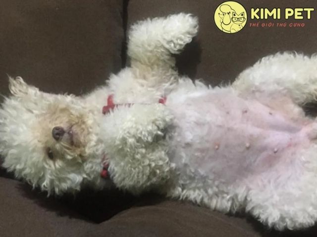 Chó Poodle Mấy Tháng Thì Hết Lớn? Gallery 2