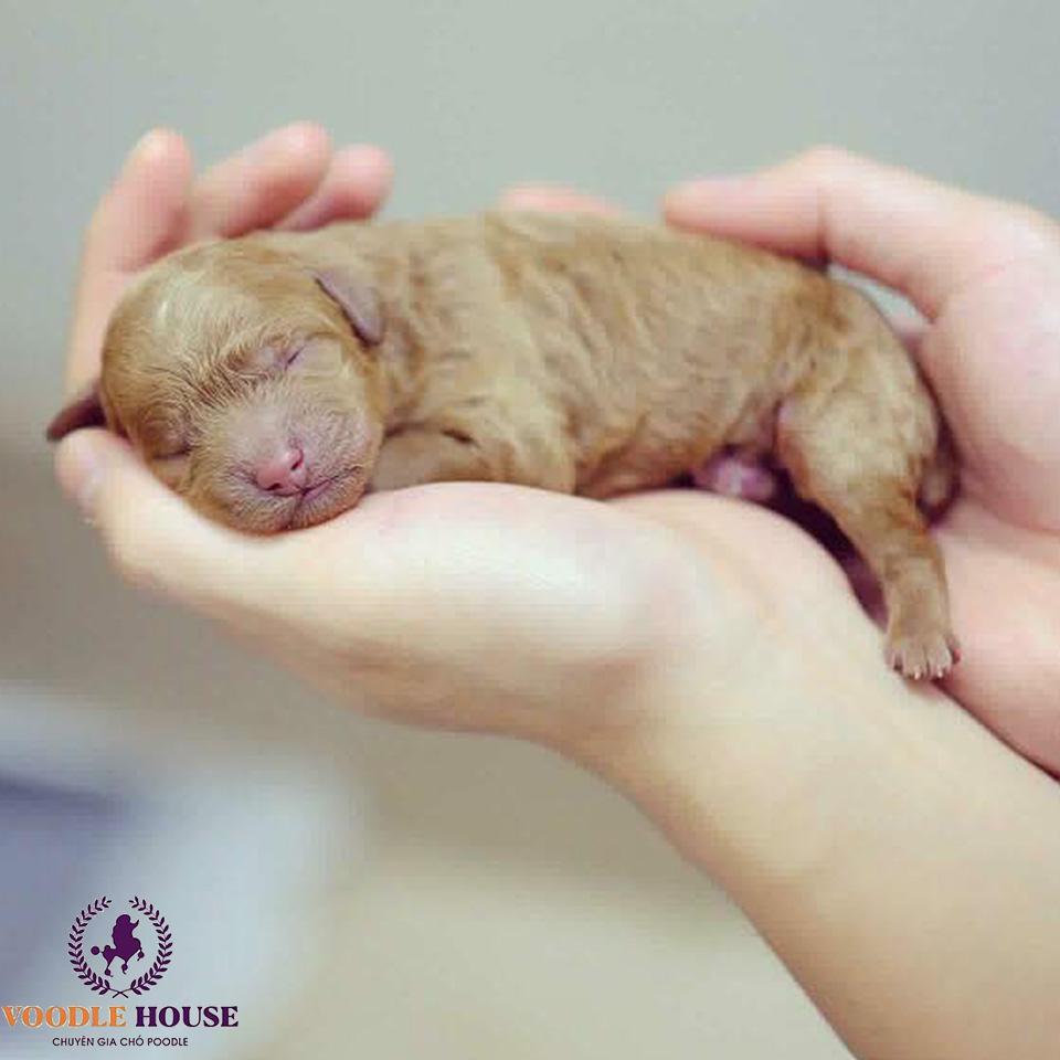 Chó Poodle Mới Sinh: Hướng Dẫn Chăm Sóc Toàn Diện