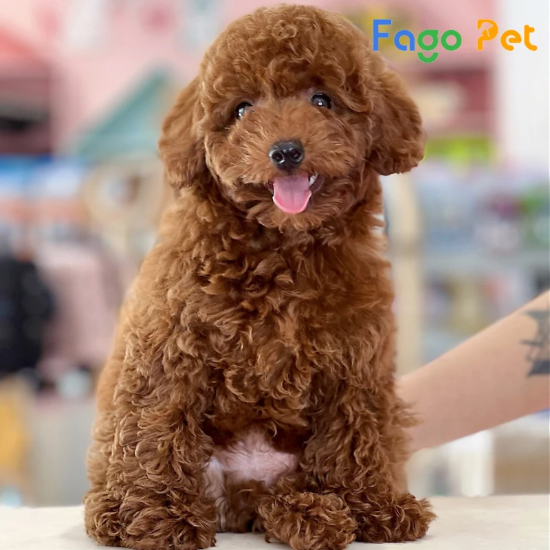 Chó Poodle Nâu Đỏ: Thông tin chi tiết về giống chó xinh đẹp này