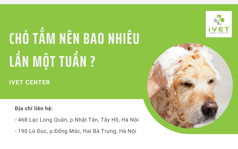 Chó Poodle Nên Tắm Mấy Lần 1 Tuần?
