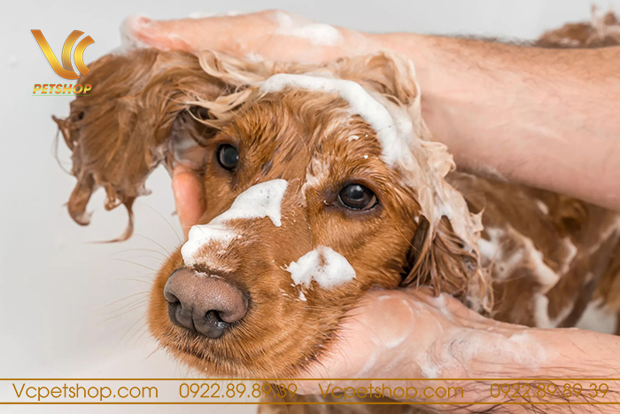Chó Poodle Nên Tắm Mấy Lần 1 Tuần? Gallery 2