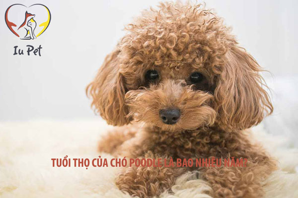 Chó Poodle Sống Được Bao Nhiêu Năm?