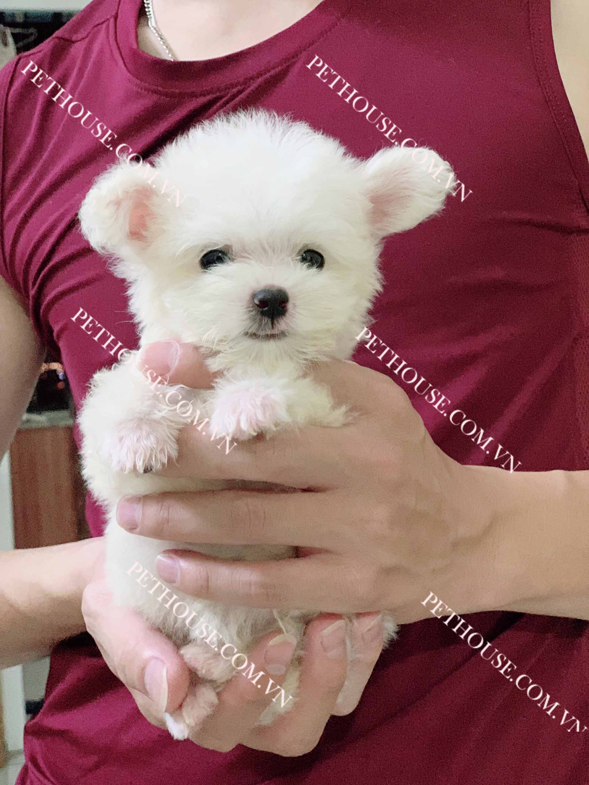 Chó Poodle Tai Bướm