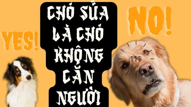 Chó sủa là chó không cắn?