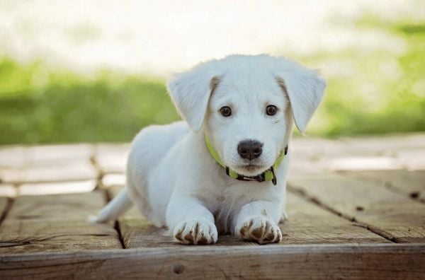 Chó Ta Màu Trắng: Nguồn Gốc, Đặc Điểm Và Cách Chăm Sóc