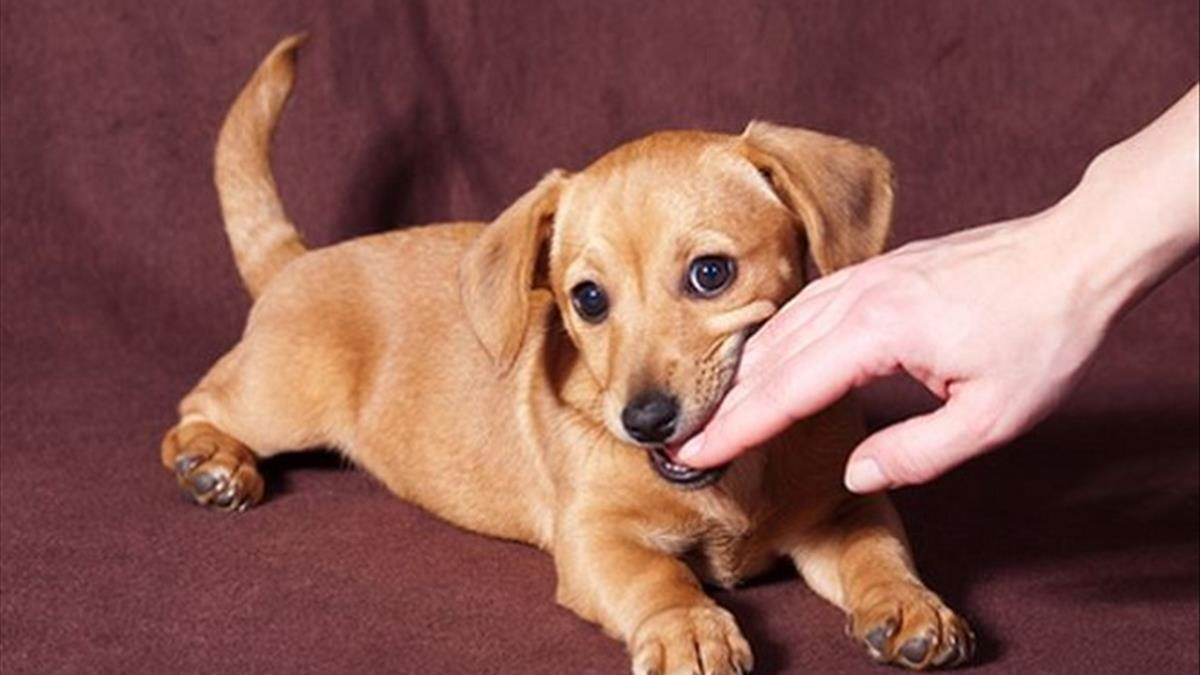 Chó theo về nhà: Điều gì sẽ xảy ra?