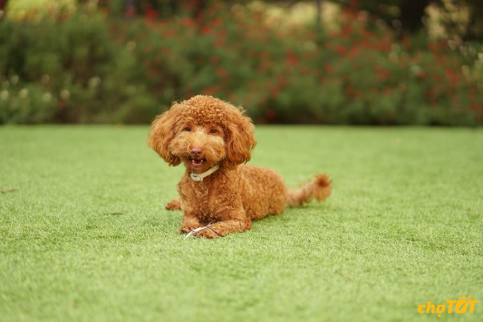 Chợ Tốt Chó Poodle: Tìm Kiếm Và Mua Bán Poodle Dễ Dàng