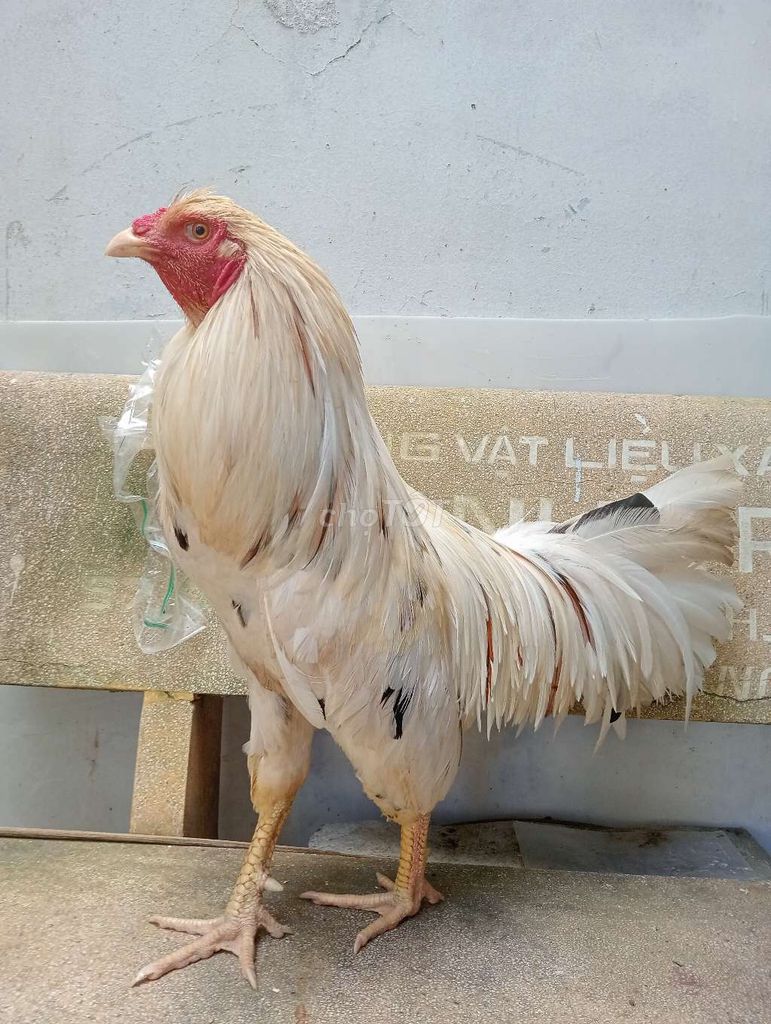 Cho Tốt Vật Nuôi Thú Cưng Cần Thơ