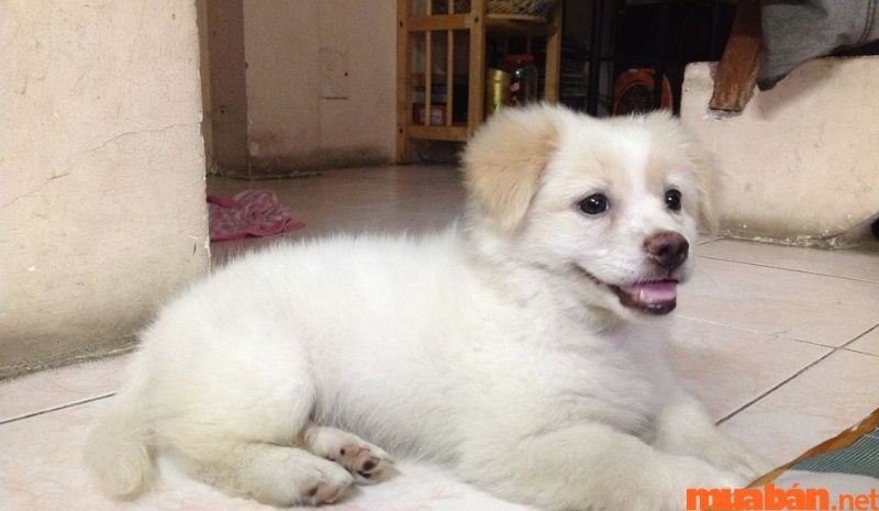 Chó trắng vào nhà: Điềm báo hay chỉ là sự tình cờ?