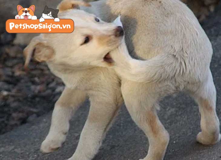 Chó Tự Cắn Đuôi: Nguyên Nhân và Cách Khắc Phục