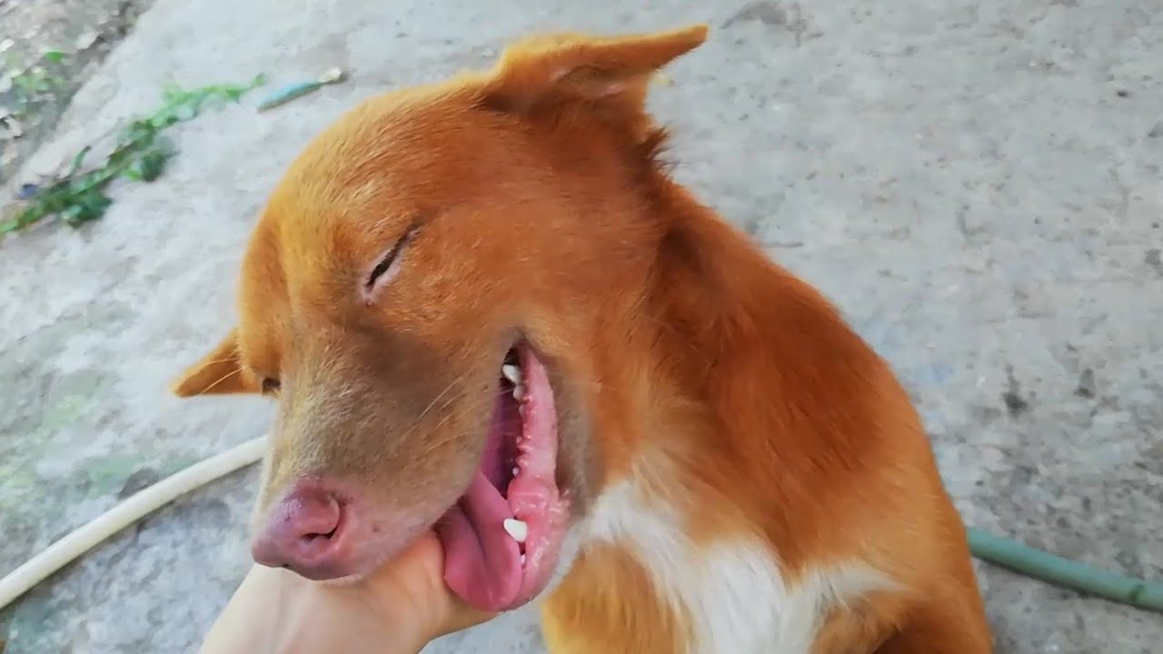 Chó Vàng Mũi Đỏ