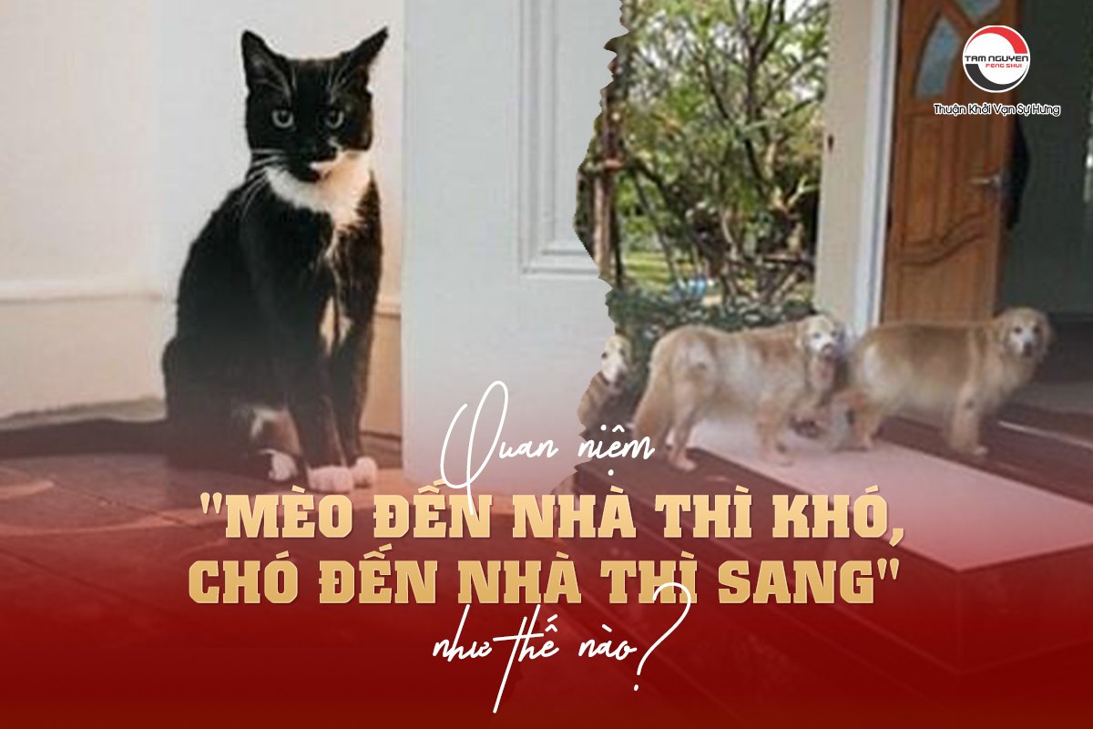 Chó vào nhà thì sang: Sự thật đằng sau quan niệm dân gian