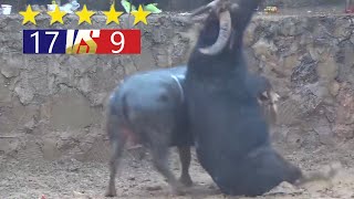 Chọi Trâu Mới Nhất: Thông Tin & Hình Ảnh Đầy Đủ