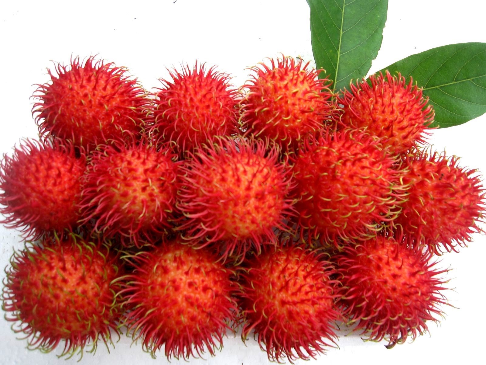 Rambutan: The Fuzzy Fruit of Southeast Asia