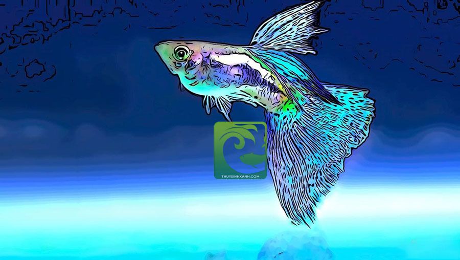 Nuôi Cá Bảy Màu: Hướng Dẫn Chi Tiết Từ A Đến Z Gallery 1
