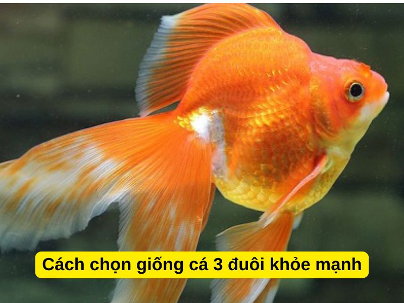 Cách Nuôi Cá Ba Đuôi Không Chết Gallery 2