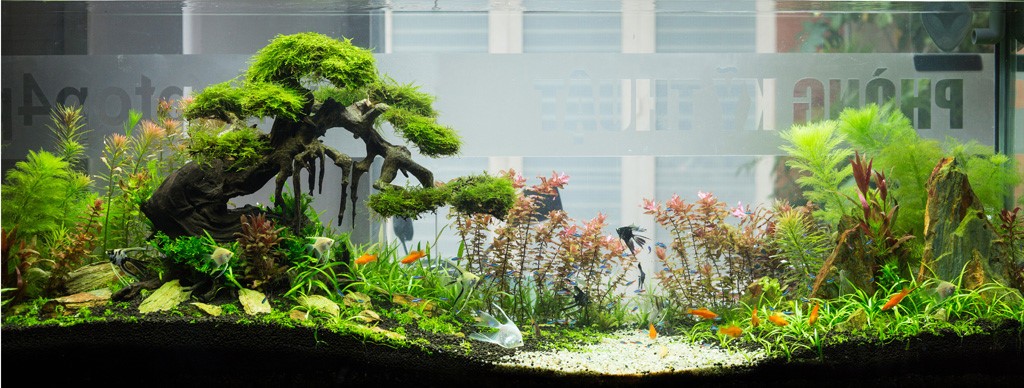 Hồ Cá Trong Nhà: Mang Biển Cả Vào Ngôi Nhà Của Bạn Gallery 2