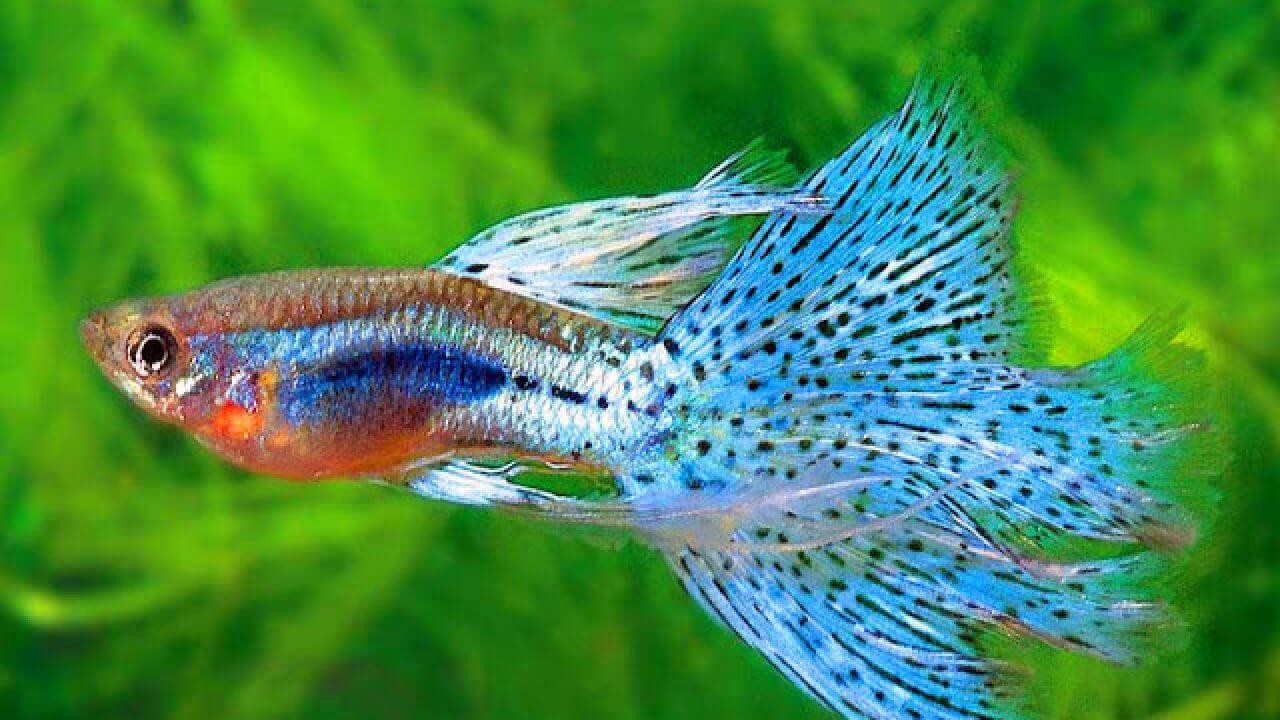 Cách Nuôi Cá Bảy Màu Trong Chậu Nhỏ Gallery 2