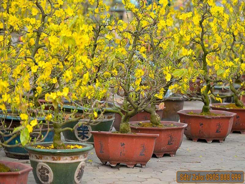 Cách Trồng Mai Vàng Vào Chậu Gallery 1
