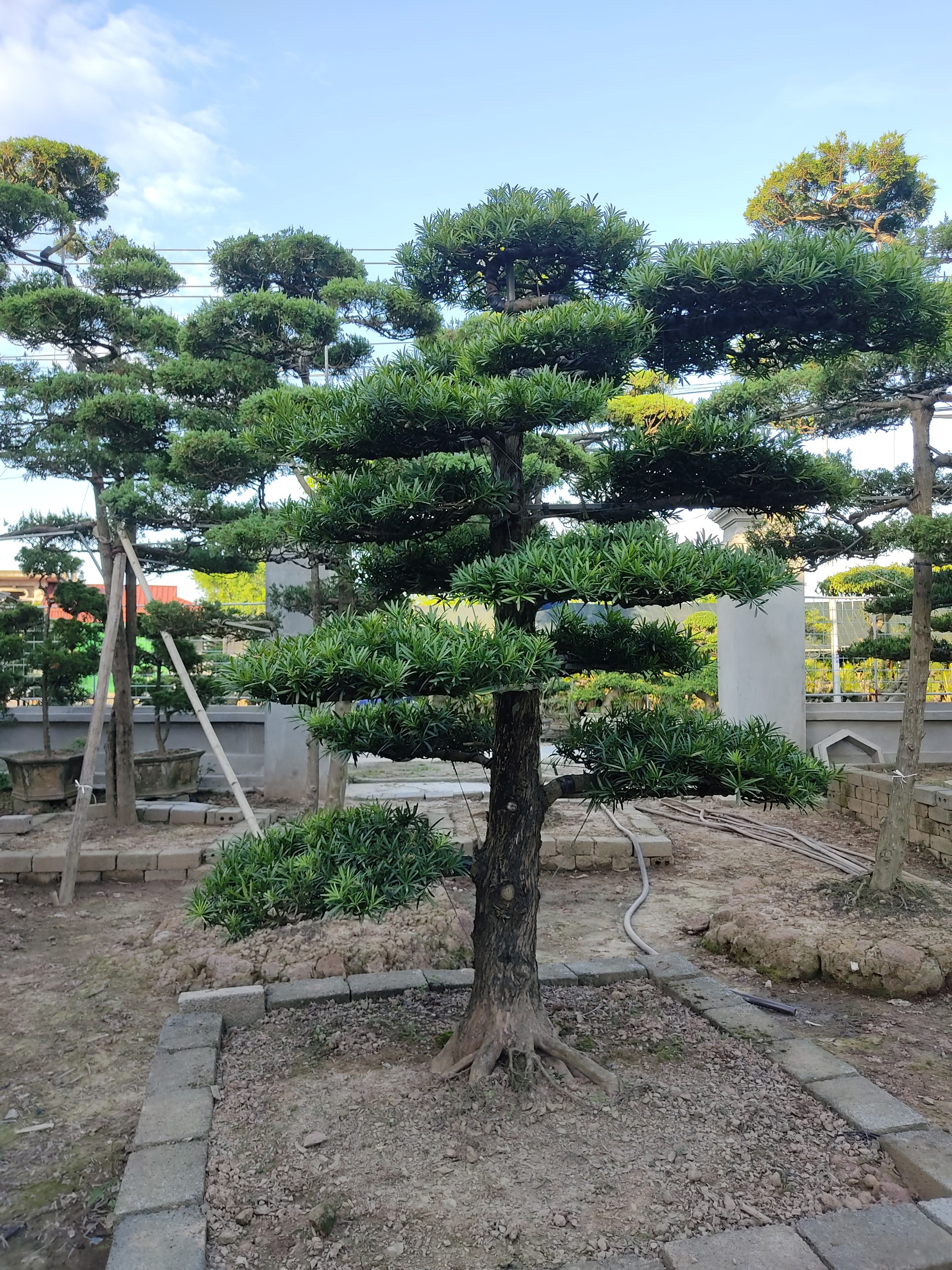 Cách Tạo Dáng Tùng La Hán Dáng Trực Gallery 1